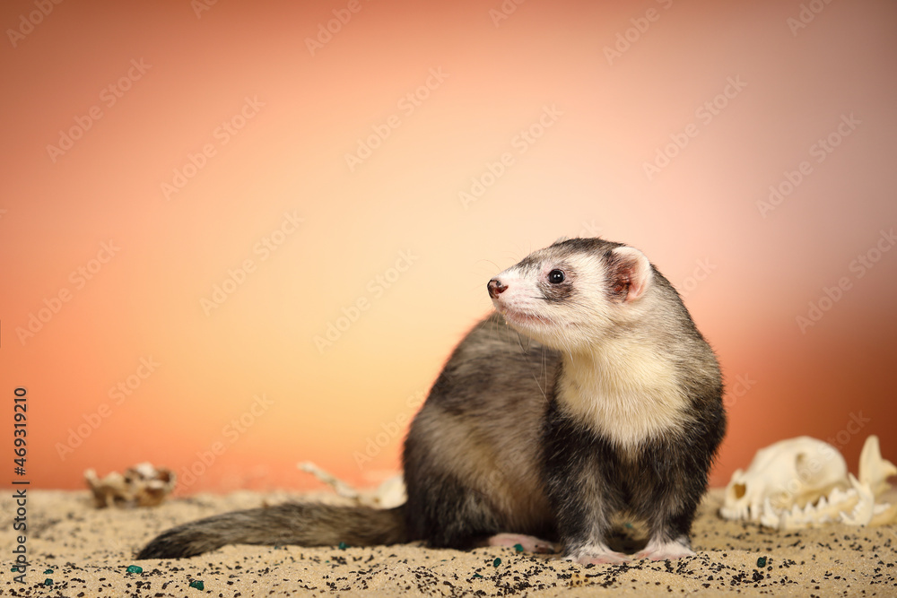 Halloween creepy studio portrait of adult ferret with skulls Halloween creepy studio portrait of adult ferret with skulls