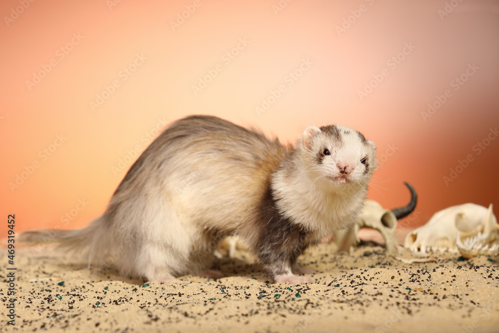 Halloween creepy studio portrait of adult ferret with skulls Halloween creepy studio portrait of adult ferret with skulls