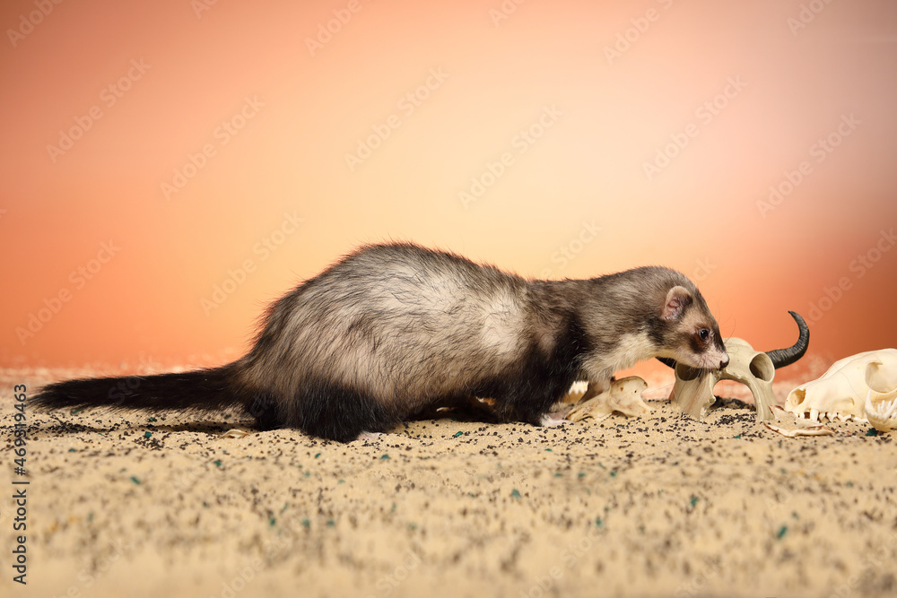 Halloween creepy studio portrait of adult ferret with skulls Halloween creepy studio portrait of adult ferret with skulls