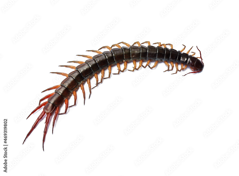 Close-up photo of a large centipede lying on a white background. Close-up photo of a large centipede lying on a white background.