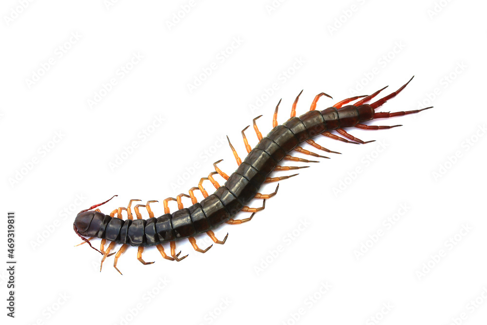 Close-up photo of a large centipede lying on a white background. Close-up photo of a large centipede lying on a white background.