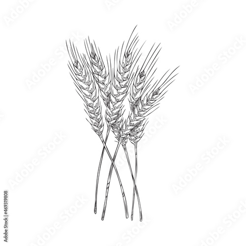 Sheaf of wheat plant, hand drawn etched engraving vector illustration isolated.