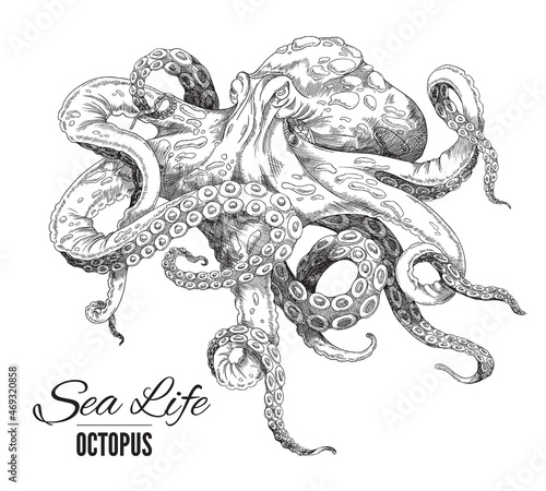 Octopus is hand drawn. Vector sketch illustration of detailed drawn realistic black and white octopus photo