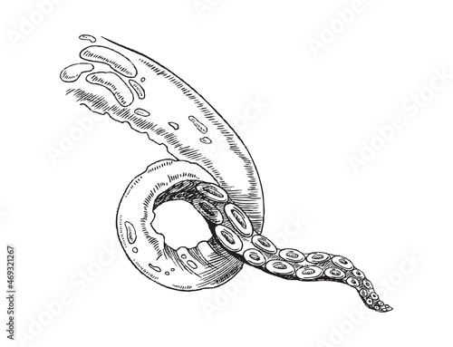 Hand drawn realistic vector illustration of single octopus tentacle isolated on a white background.