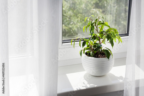 Fotografie, Obraz Potted Ficus benjamina plant on the windowsill in the room