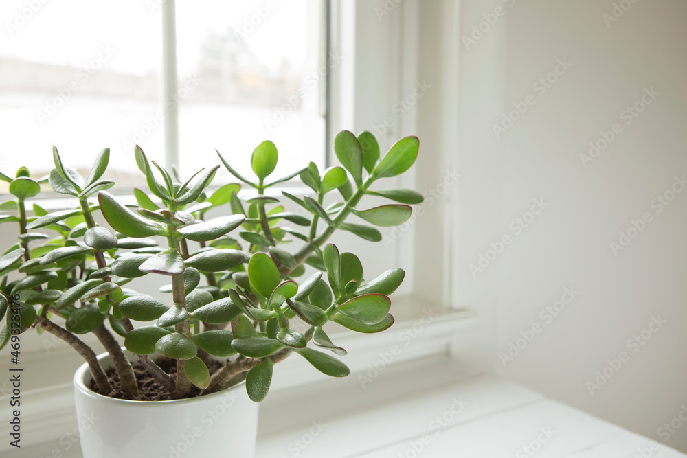 Crassula ovata, jade plant close-up. House plant in pot on window sill with lush green leaves. Succulent in home garden. Crassula ovata, jade plant close-up. House plant in pot on window sill with lush green leaves. Succulent in home garden.