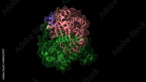 Staphylocoagulase (green) complexed with human thrombin heterodimer. Animated 3D cartoon and Gaussian surface models in two purpendicular projections, PDB 1nu7, black background photo