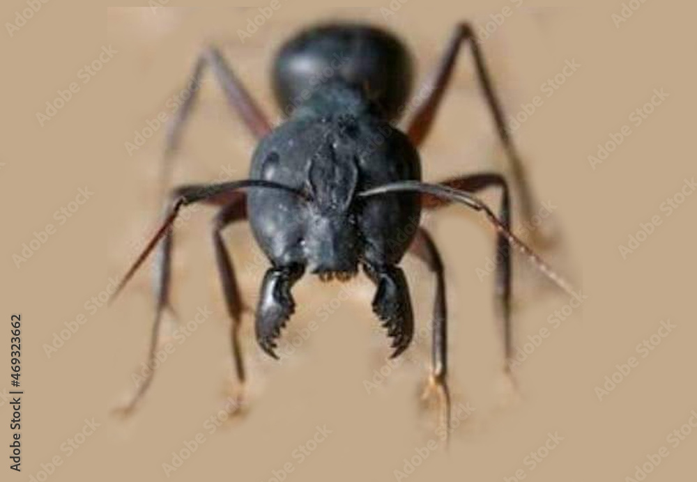 close up of a ant