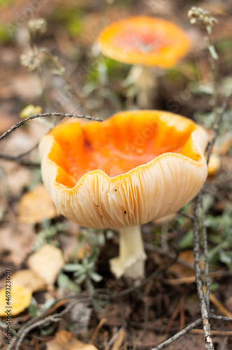 Blurred image of fly agarics on the forest floor against the background of the autumn forest.