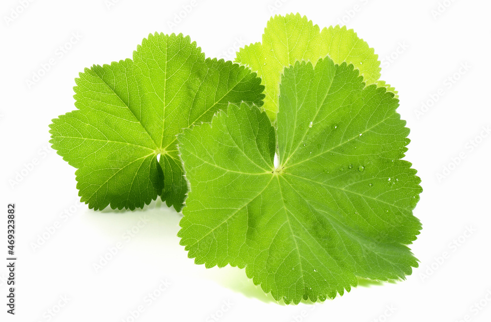 Ladys Mantle Leaves on white Background - Isolated Ladys Mantle Leaves on white Background - Isolated