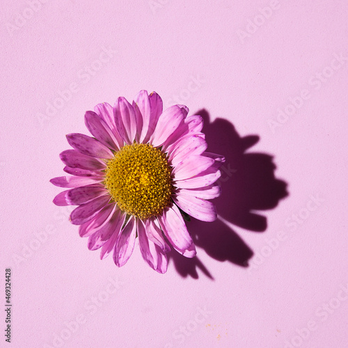 Beautiful floral background in lilac colors with aster flowers