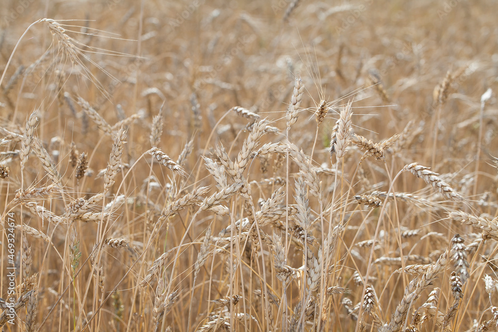 Ripe spikelets of wheat grow in a field in sunlight