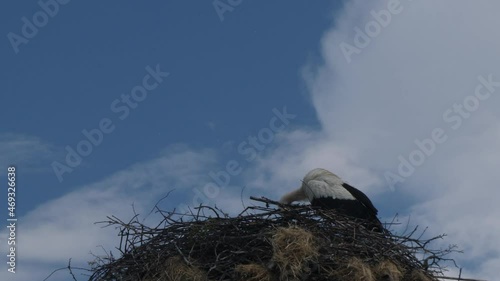 Stork's nest on a street lamp.