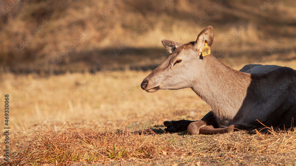 Obraz premium Red deer , Altai maral in its natural environment basks under the sun