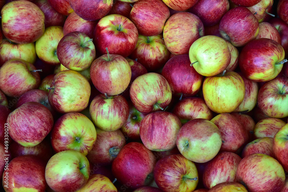Apfel Jonagold in Südtirol, Vinschgau, Italien Stock Photo | Adobe Stock