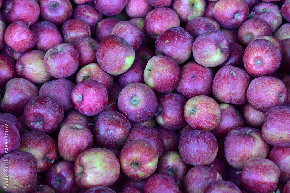 Apfel Fuji in Südtirol, Vinschgau, Italien Apfel Fuji in Südtirol, Vinschgau, Italien