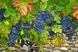 Weinreben in Südtirol bei Meran-Algund, Italien