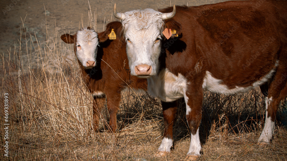 Beautiful noble cows in a natural environment under the rays of the morning sun Beautiful noble cows in a natural environment under the rays of the morning sun