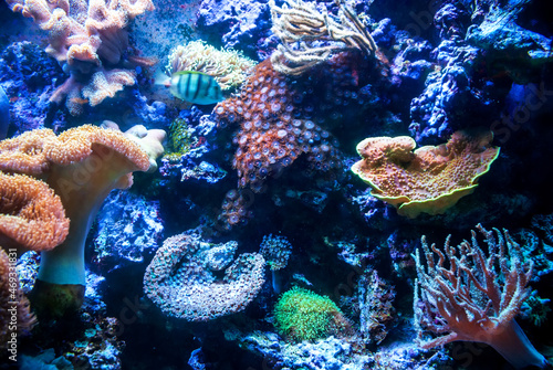 Underwater shooting. Coral reef and colorful fish.