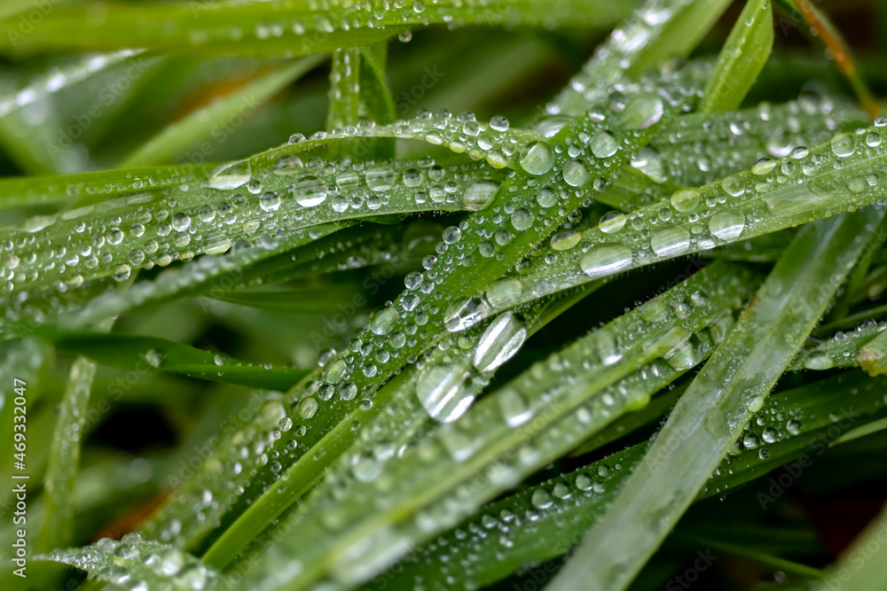 Dew or rain drops on blades of bright green reed gras. Macro close up on a wet meadow in Iserlohn Sauerland Germany. Sky reflected by the lenticular drops after heavy rain in autumn fall season.
Dew or rain drops on blades of bright green reed gras. Macro close up on a wet meadow in Iserlohn Sauerland Germany. Sky reflected by the lenticular drops after heavy rain in autumn fall season.
