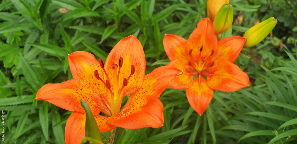 Orange lilium flower blooming in the garden. Panorama. Orange lilium flower blooming in the garden. Panorama.