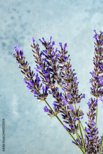 Lavender on a blue background  a bunch of lavandula plants  fresh bouquet