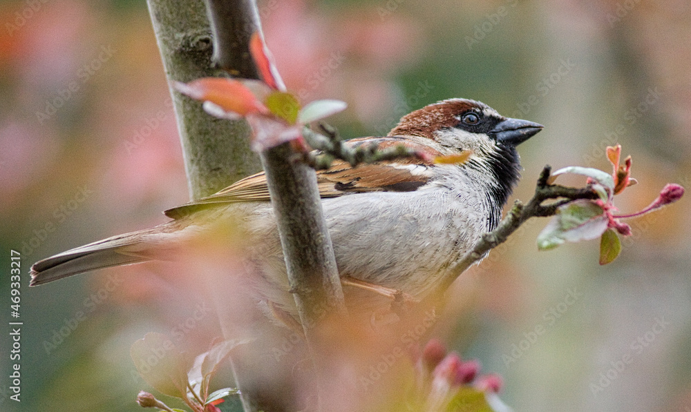 Naklejka premium House sparrow in nature