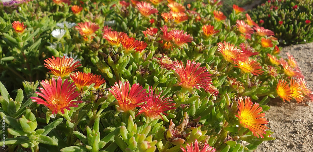 Panorama of colorful delosperma cooper flowers blooming on a sunny day.