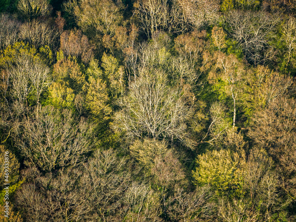vue aérienne de la forêt à Rebets en Seine Maritime en France vue aérienne de la forêt à Rebets en Seine Maritime en France