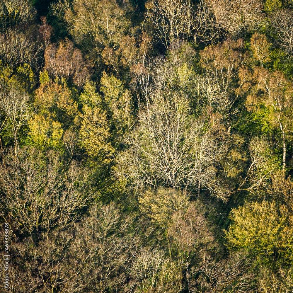 vue aérienne de la forêt à Rebets en Seine Maritime en France vue aérienne de la forêt à Rebets en Seine Maritime en France