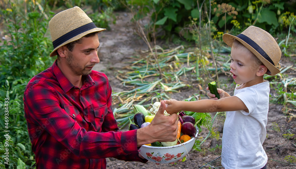 a man holds a bowl of fresh vegetables from the farm in his hands. Nature. a man holds a bowl of fresh vegetables from the farm in his hands. Nature.