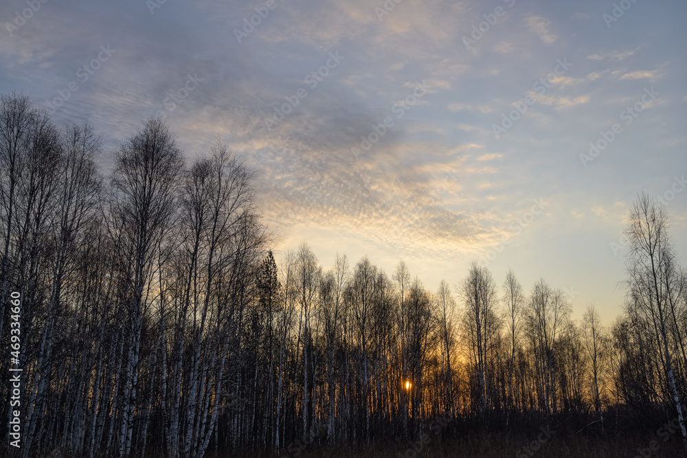 Sunrise in the forest in the autumn morning. White-trunk birches with loose leaves against the background of a relief blue sky with beautiful cirrus clouds. The sun disc is visible between the trunks 