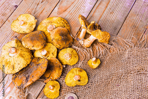 Organic yellow delicious fresh forest mushrooms rustic wooden background