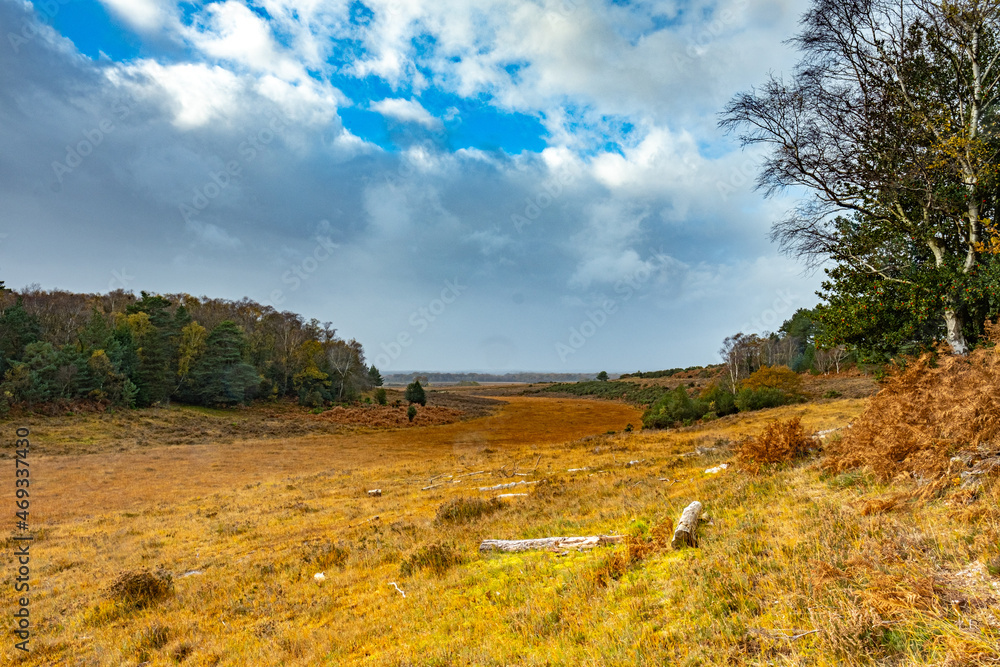 Obraz premium my backyard new forest landscape