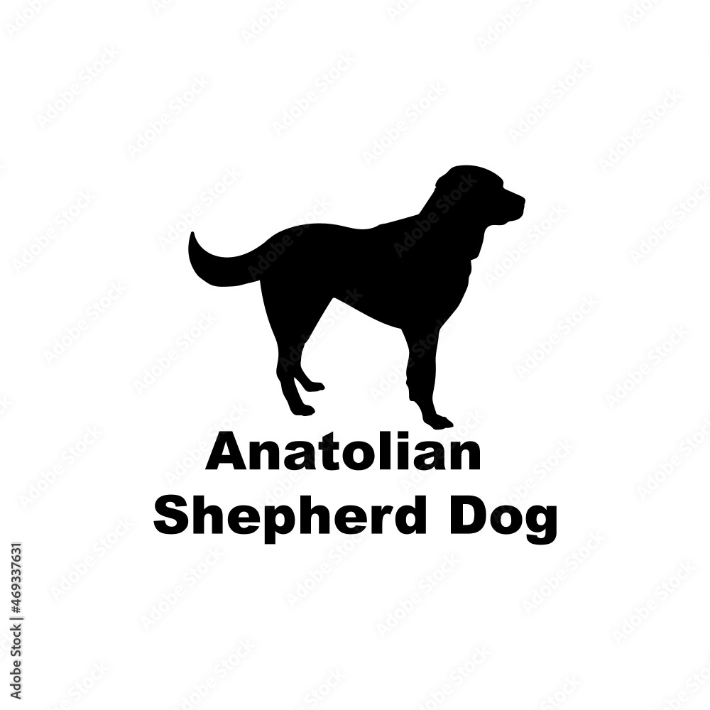 Anatolian shepherd