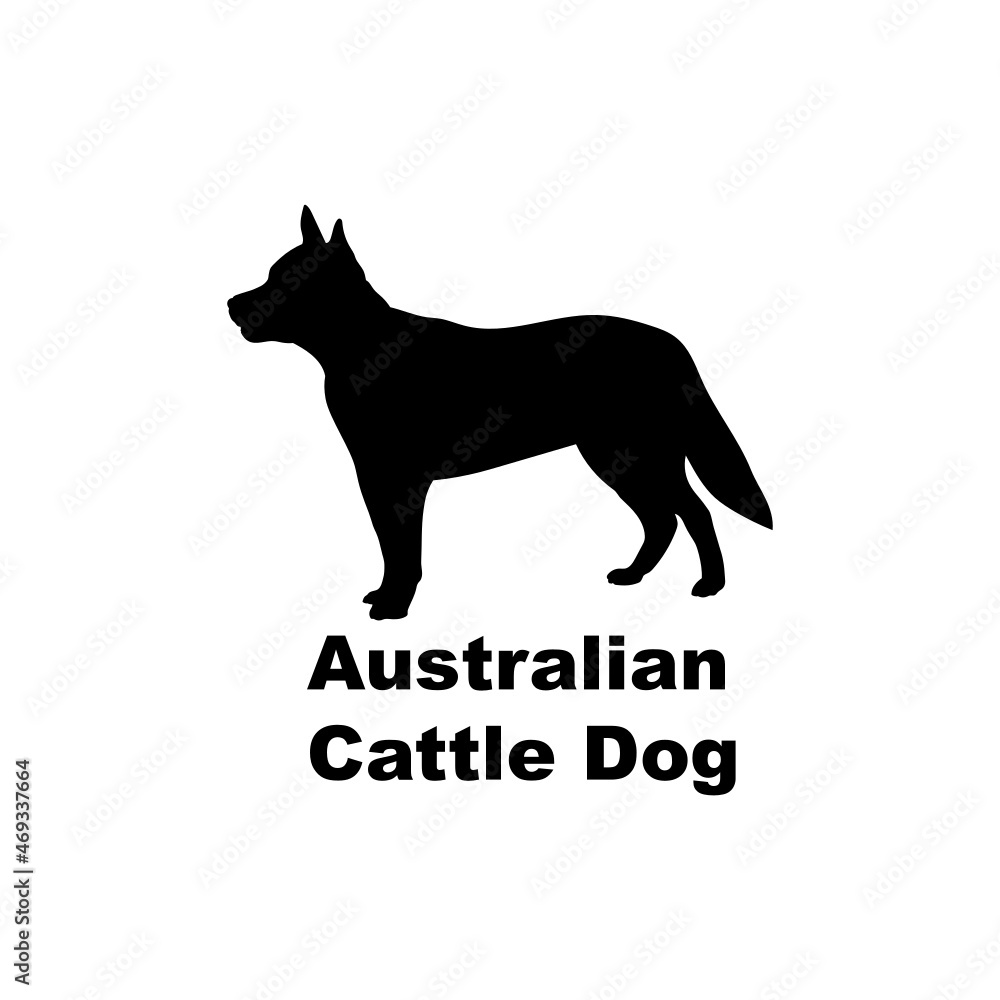 Australian cattle dog Australian cattle dog