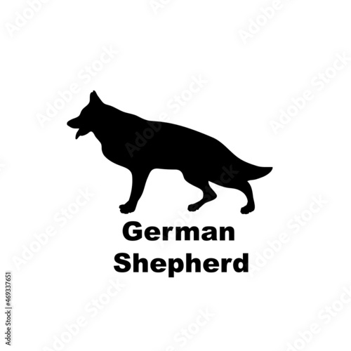  German shepherd.