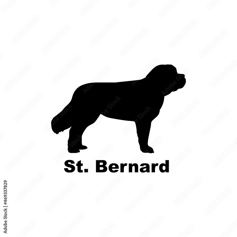St. Bernard St. Bernard