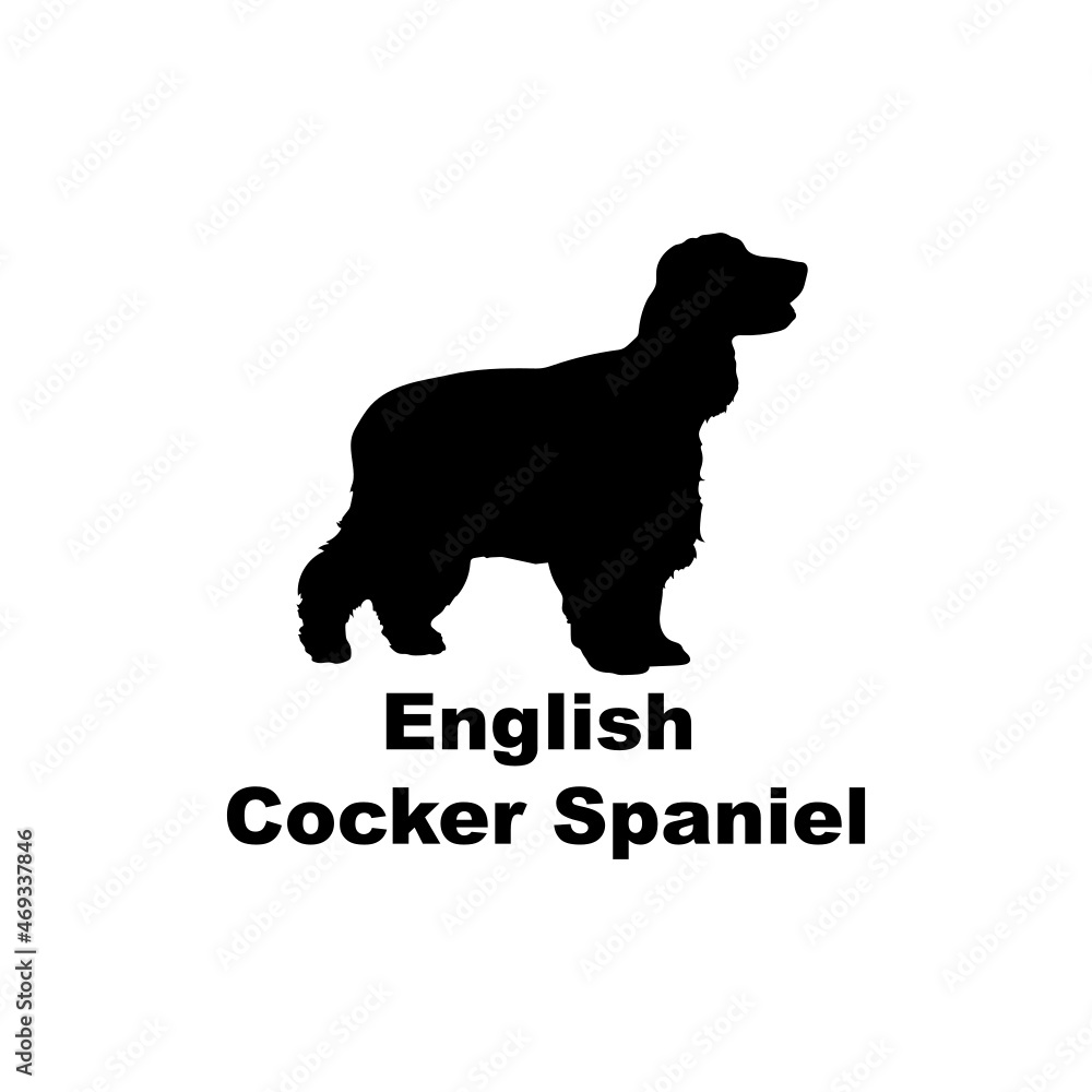 English cocker spaniel.