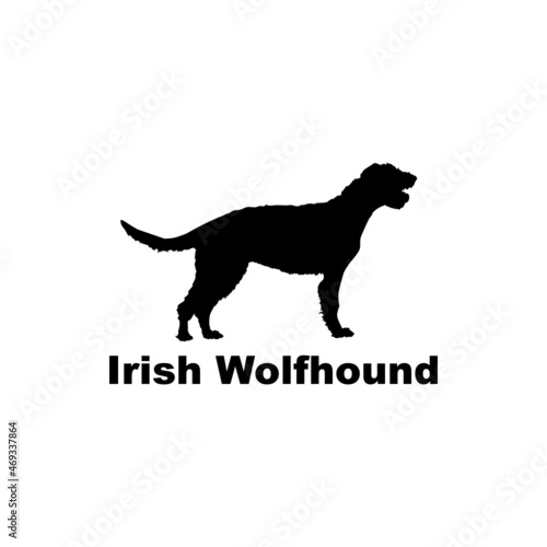  irish wolfhound
