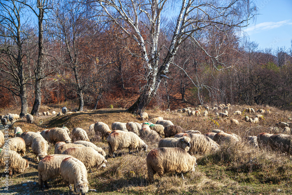 Fototapeta premium Flock of sheep in Romania