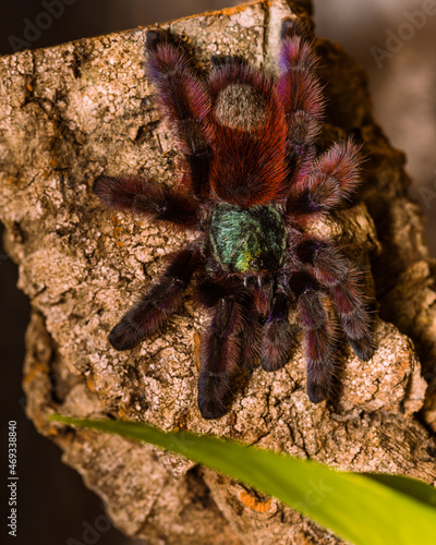 Caribena versicolor (ex avicularia versicolor, Martinique tree tarantula, spiders, tarantulas photo