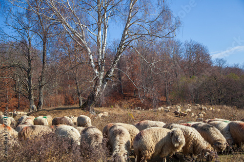 Flock of sheep in autumn time