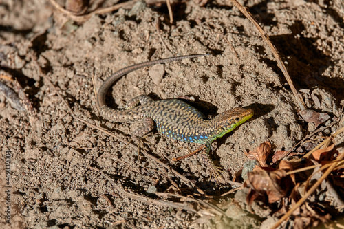 Lizard Trying to Blend into Background Soil to Hide