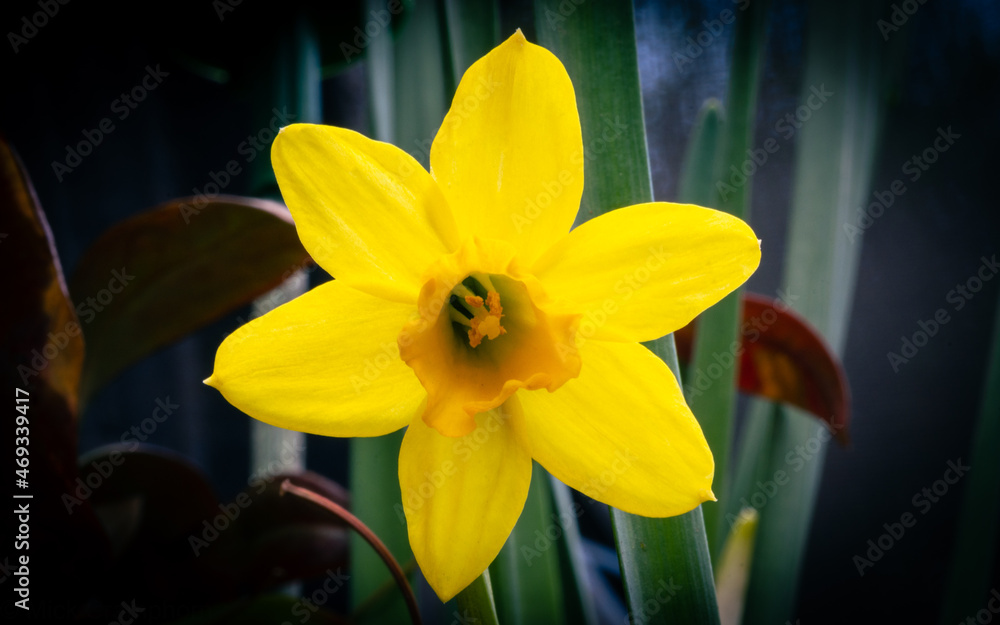 Fototapeta premium Daffodil close up 