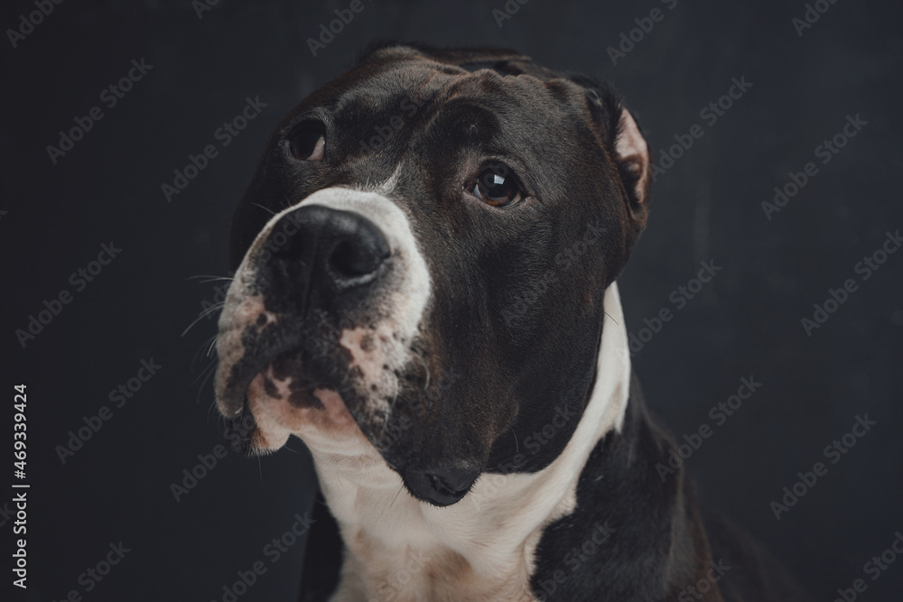 Portrait of loyal domestic dog against dark background