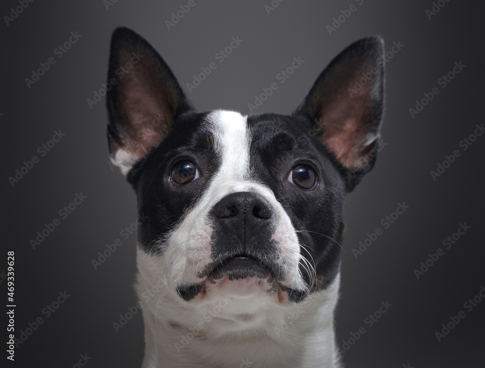 Headshot of purebred boston terrier dog against gray background