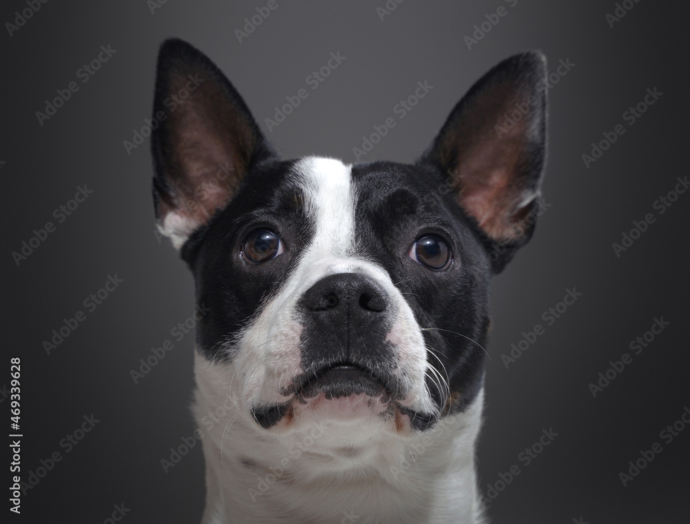Headshot of purebred boston terrier dog against gray background Headshot of purebred boston terrier dog against gray background
