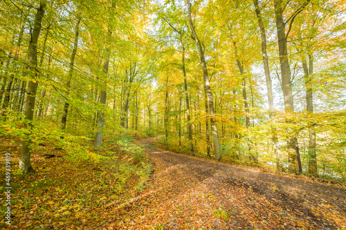 Beautiful autumn trees, golden autumn