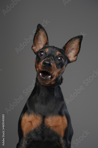 Amazed miniature doggy with black fur against gray background